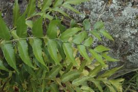 Holly fern leaflets are shiny on top and have toothed edges.