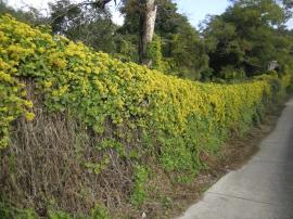 Cape ivy will grow over structures