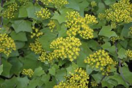 Cape ivy flowers grow in clusters of 15 - 50 flowers.
