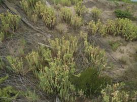 Sea spurge infestation