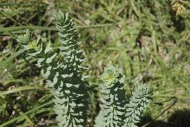 Sea spurge leaves