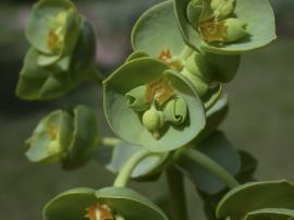 Close up of sea spurge flowers