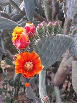 Velvety tree pear has bright orange flowers that are sometimes tinged purple on the outer parts.