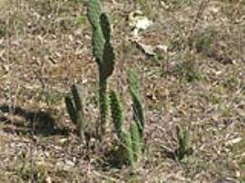 Young velvety tree pear plants.