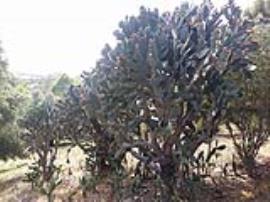 An infestation of velvety tree pear.