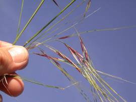 Chilean needle grass seeds have purple glumes and long, bent awns