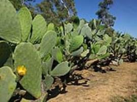 A row of mature Indian fig plants with thick trunks.