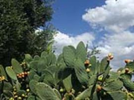 Indian fig produces edible fruit that are yellow, orange, red or purple when ripe (depending on the cultivar).