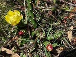 Tiger pear flowers are yellow.