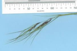 Chilean needle grass seed heads are about 100 mm long