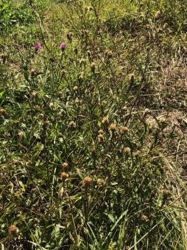 Meadow knapweed plants growing in roadside vegetation.