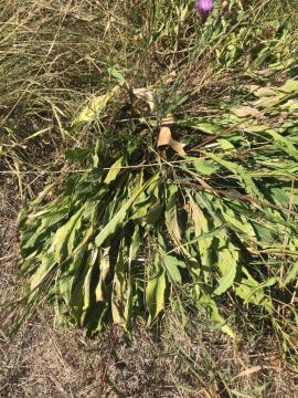 Plants have rosettes of larger leaves at their base.