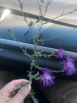 Purple flowers and slender branched stems of meadow knapweed.
