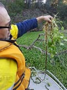 Frogbit plant pulled from the water.