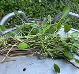 Older frogbit leaves are on stems and are more oval shaped.