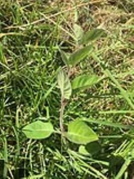 Juvenile skunk vine plant showing hairy leaves and stem.