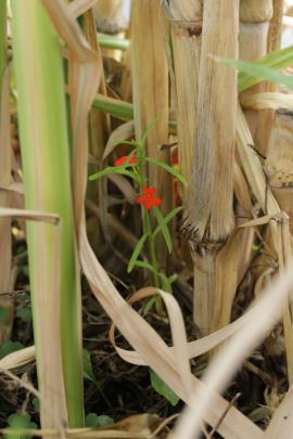 Red witchweed (Striga asiatica) growing on potted sugar cane in quarantine facilities