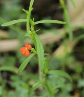 Flower and leaves of red witchweed (Striga asiatica) 
