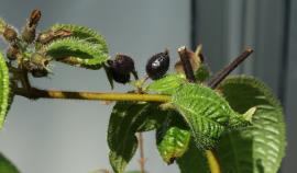 Koster's curse has hairy leaves and fruit