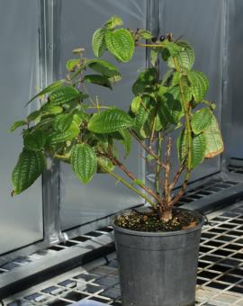 Koster's curse growing in quarantine facilities