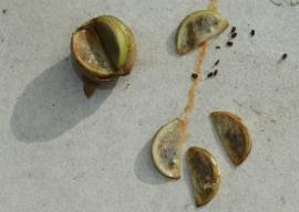 Yellow burrhead fruit break into segments each containing many seeds.