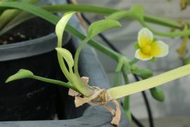 Yellow burrhead (Limnocharis flava) plantlet developing on an old flowering stem in quarantine.