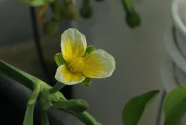 Yellow burrhead flowers have 3 yellow petals and 3 green sepals.