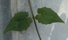 Upper surface of Mikania vine leaves.