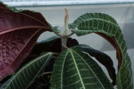 Dark purple-red colouring on underside of juvenile Miconia (Miconia calvescens) leaves