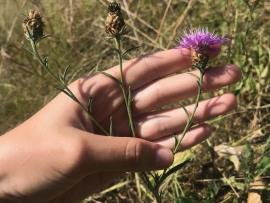  Close ups of flower heads and slender branched stems.