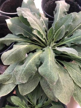Meadow knapweed rosette with hairy leaves