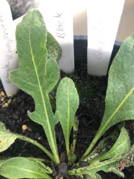 Young meadow knapweed plant