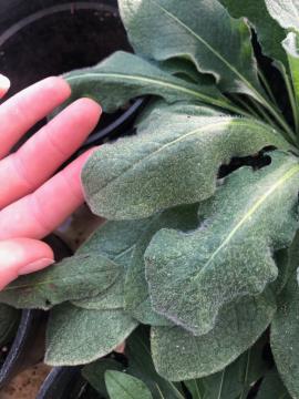 Close up of hairy leaves on meadow knapweed plant