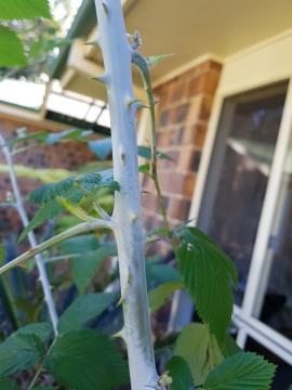 White blackberry has prickly stems covered in a whitish, powdery coating.