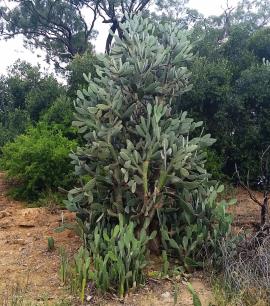 Velvety tree pear (Opuntia tomentosa) has a trunk and can grow up to 6 m.