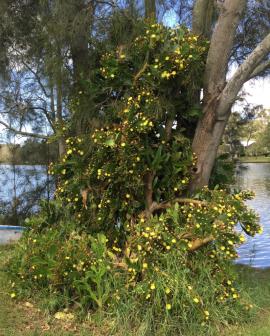 Smooth tree pear (Opuntia monacantha) in flower climbing on casuarina trees