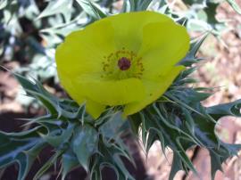 Mexican poppy flower