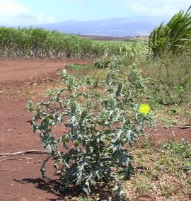 Mexican poppy plant