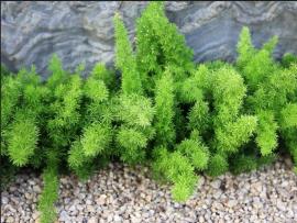 The foxtail fern cultivar has erect stems and dense foliage.