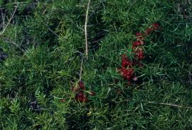 Asparagus densiflorus has sprawling stems.