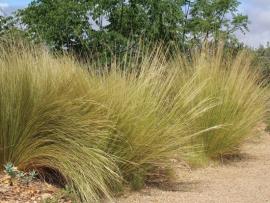 Mexican feather grass grows in dense tussocks.