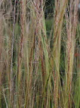Mexican feather grass flower spikes
