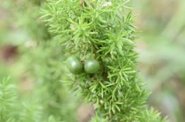 Foxtail has triangular shaped stems and unripe berries are green.