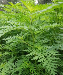 Annual ragweed has fern like leaves.