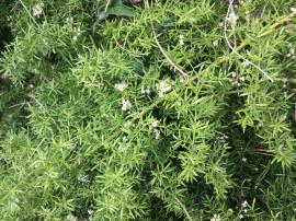 Ground asparagus has small white flowers.