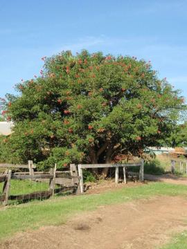 Cockspur coral trees were planted in gardens. 