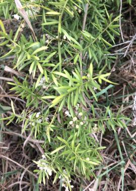 Ground asparagus has flat cladodes which look like leaves.