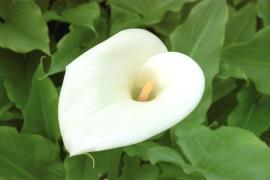 Arum lilies have large white flowers.