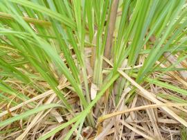 The base of a pampas grass clump.