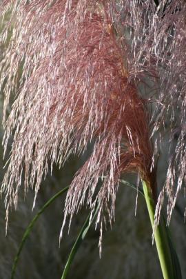 Pampas grass flower head.